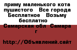 приму маленького кота пушистого - Все города Бесплатное » Возьму бесплатно   . Самарская обл.,Самара г.